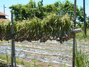 TrePia農園にんにく